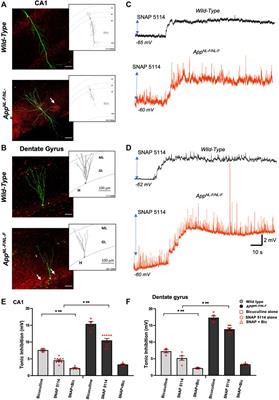 Alzheimer’s Disease Enhanced Tonic Inhibition is Correlated With Upregulated Astrocyte GABA Transporter-3/4 in a Knock-In APP Mouse Model